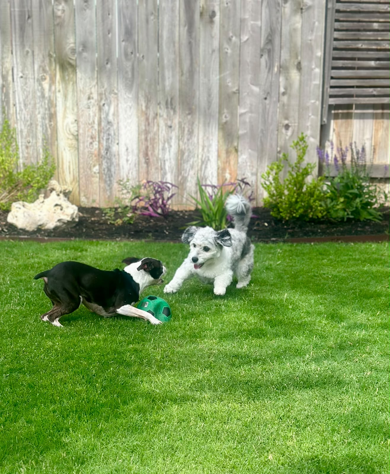 Cartoon firefighter cheerfully cleaning up dog waste with a happy dalmatian